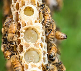 Royal jelly, royal bee jelly, royal honey - sizes ranging from 4 oz. to 1 kilo. Easy online ordering. Royal jelly orders are shipped on Monday and Tuesday.  